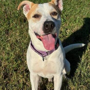Gonzo -  Pit Bull Terrier and Mixed Breed Dog for Adoption in Webster, Texas - Gonzo | PetCurious