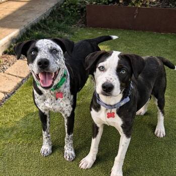 Catahoula Leopard Dog and Great Dane Dogs Available for Adoption - Birch And Laurel Blue Eyes And Freckles (to Be Adopted Seperatel | PetCurious
