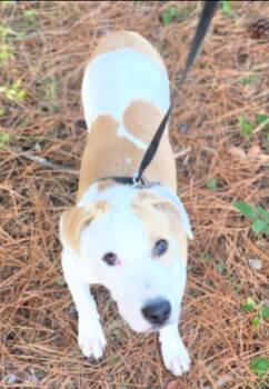Sunshine -  Retriever and Pit Bull Terrier Dog for Adoption in Thompson Falls, Montana - Sunshine | PetCurious
