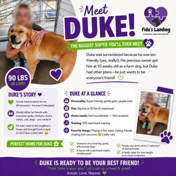 Newfoundland Dog and Redbone Coonhound Dogs Available for Adoption in Homewood, Illinois - Duke | PetCurious