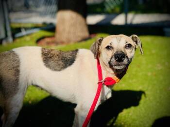 OSA -  Parson Russell Terrier Dog for Adoption in Orlando, Florida - OSA | PetCurious