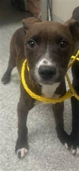 Pit Bull Terrier and Mixed Breed Dogs Available for Adoption - BERT | PetCurious