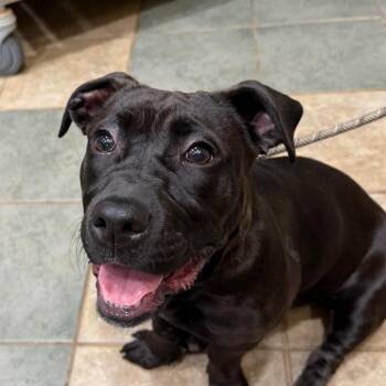 Mixed Breed Dogs Available for Adoption in Chattanooga, Tennessee - Torpedo | PetCurious