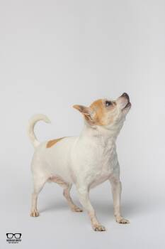 Amigo -  Chihuahua Dog for Adoption in Hoffman Estates, Illinois - Amigo | PetCurious