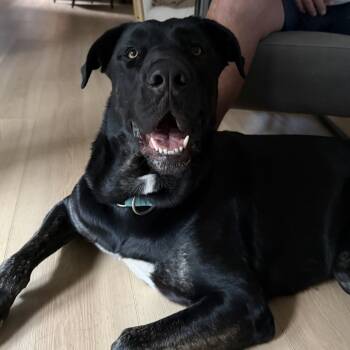 Rescue Cane Corso Dogs for Adoption in Oceanside, California - *** Toto | PetCurious