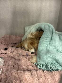 Mixed Breed Dogs Available for Adoption - A134547 | PetCurious