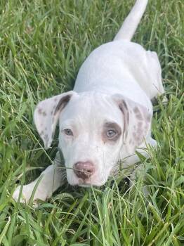 Roadie -  Labrador Retriever Dog for Adoption in The Woodlands, Texas - Roadie | PetCurious