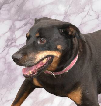 Rottweiler and Doberman Pinscher Dogs Available for Adoption in Ventura, California - Phoenix | PetCurious