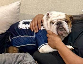 Chubbs -  English Bulldog Dog for Adoption in Wills Point, Texas - Chubbs | PetCurious