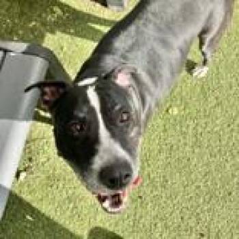 Ty -  Pit Bull Terrier Dog for Adoption in Hilliard, Ohio - Ty | PetCurious