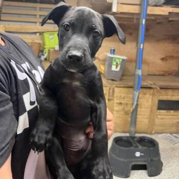 Rescue Australian Cattle Dog Blue Heeler and Pit Bull Terrier Dogs for Adoption in Grand Rapids, Michigan - Ailanthus- MI Moth Litter | PetCurious