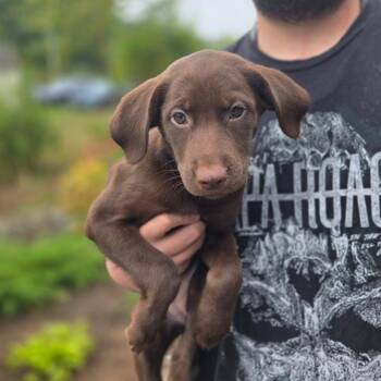 CT Missoula avail Sep 26 -  Labrador Retriever and Great Pyrenees Dog for Adoption in Eastford, Connecticut - CT Missoula Avail Sep 26 | PetCurious