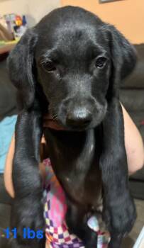 Czarnik / Finn -  Labrador Retriever and Mixed Breed Dog for Adoption in Broomfield, Colorado - Czarnik / Finn | PetCurious