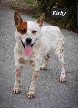 Cattle Dog Dogs Available for Adoption - Kirby | PetCurious