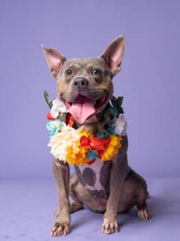 Blue Bell -  Pit Bull Terrier and Mixed Breed Dog for Adoption in Atlanta, Georgia - Blue Bell | PetCurious