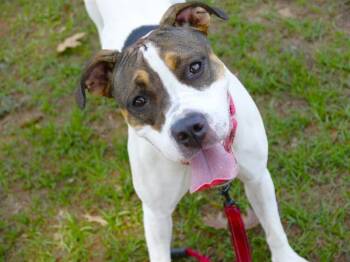 American Staffordshire Terrier and Boxer Dogs Available for Adoption in Tallahassee, Florida - JESS | PetCurious