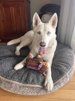 German Shepherd Dog and Siberian Husky Dogs Available for Adoption - ALASKA | PetCurious
