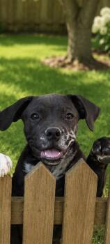 Ebony (f) -  American Bulldog Dog for Adoption in Nashville, Tennessee - Ebony (f) | PetCurious