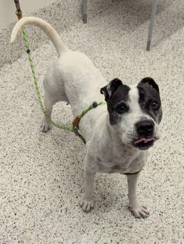 Jackie -  Mixed Breed Dog for Adoption in Atlanta, Georgia - Jackie | PetCurious