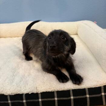 Chelsea -  Terrier and Mixed Breed Dog for Adoption in Fresno, California - Chelsea | PetCurious