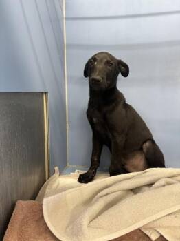 CEDRIC -  Labrador Retriever and Mixed Breed Dog for Adoption in San Bernardino, California - CEDRIC | PetCurious