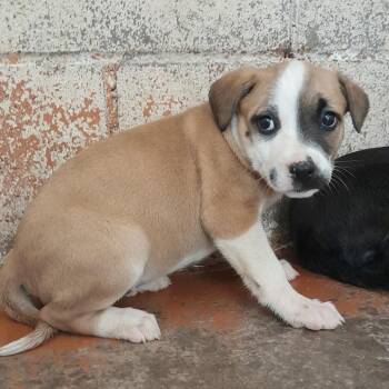 Pit Bull Terrier Dogs Available for Adoption in Douglas, Arizona - (CCSO) Penny | PetCurious
