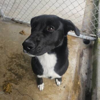 Rescue Pit Bull Terrier and Labrador Retriever Dogs for Adoption in Oakville, Washington - Saint Aka Gunner | PetCurious