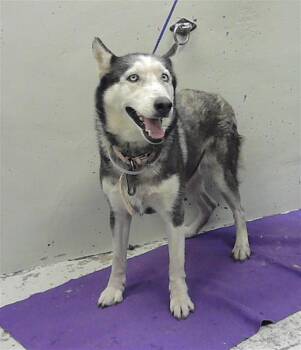 Siberian Husky and Mixed Breed Dogs Available for Adoption in Houston, Texas - KAMILA | PetCurious