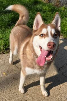 Husky Dogs Available for Adoption in Oxford, Michigan - Bella | PetCurious