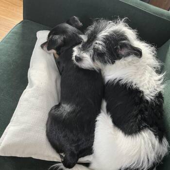 Mixed Breed Dogs Available for Adoption - Willow | PetCurious