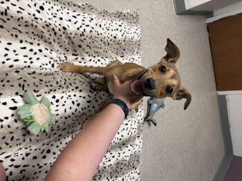 Rescue Mixed Breed Dogs for Adoption in Homewood, Illinois - Jasmine | PetCurious