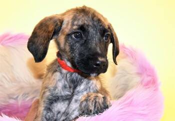 GEO -  Labrador Retriever and Mixed Breed Dog for Adoption in Fort Lauderdale, Florida - GEO | PetCurious