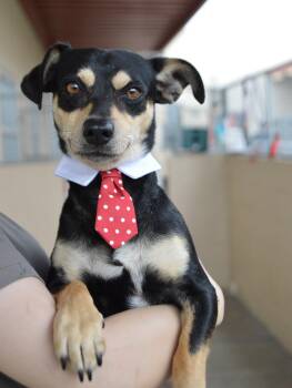 Chihuahua Dogs Available for Adoption in Mckinney, Texas - Amil | PetCurious