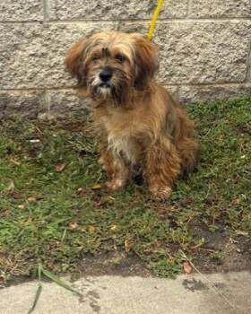 Rescue Mixed Breed Dogs for Adoption in Dallas, Texas - ULICON | PetCurious