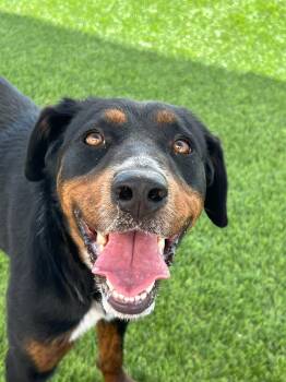 Bobbie -  Rottweiler and Cattle Dog Dog for Adoption in Washington, Utah - Bobbie | PetCurious