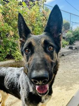 Barbie -  Shepherd Dog for Adoption in Phoenix, Oregon - Barbie | PetCurious