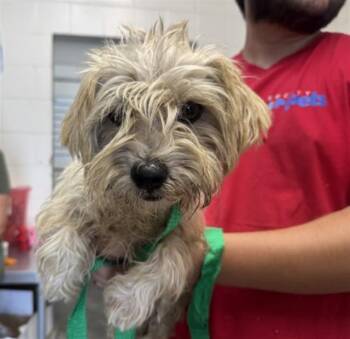 BRUSSEL -  Terrier and Mixed Breed Dog for Adoption in San Bernardino, California - BRUSSEL | PetCurious