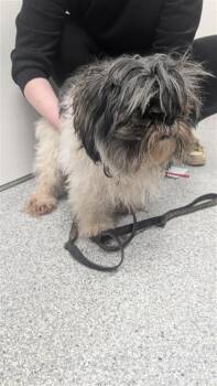 Mixed Breed Dogs Available for Adoption in Montreal, Quebec - Beethoven | PetCurious