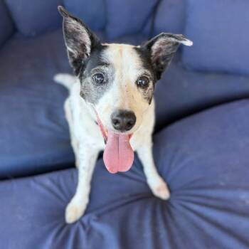Maddox -  Border Collie and Mixed Breed Dog for Adoption in Ramona, California - Maddox | PetCurious