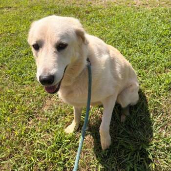 Blanca -  Akbash and Mixed Breed Dog for Adoption in Franklin, North Carolina - Blanca | PetCurious