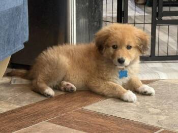 Rowdy -  Golden Retriever and Great Pyrenees Dog Available for Adoption in Plainfield, Illinois - Rowdy | PetCurious