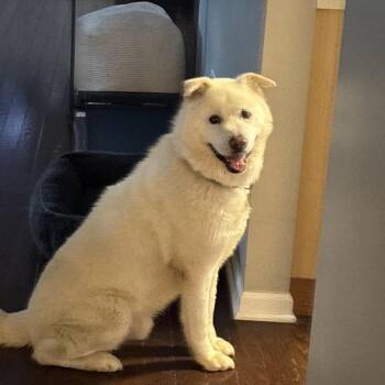 Dduri -  Jindo Dog for Adoption in Northbrook, Illinois - Dduri | PetCurious
