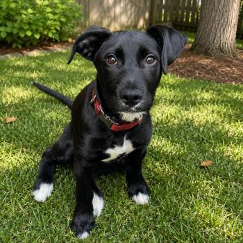 Hollis -  Corgi and Black Labrador Retriever Dog for Adoption in Roswell, Georgia - Hollis | PetCurious