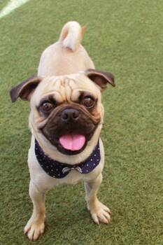 Pug Dogs Available for Adoption in Gardena, California - Manini | PetCurious