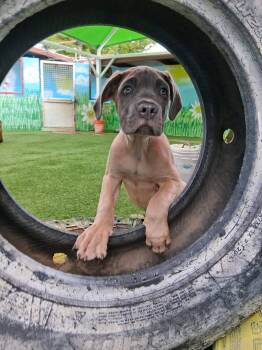Hitch -  Mastiff Dog for Adoption in Phoenix, Arizona - Hitch | PetCurious
