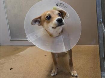 Chihuahua Dogs Available for Adoption - LEO | PetCurious