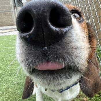 Pablo -  Beagle Dog for Adoption in Batavia, Ohio - Pablo | PetCurious