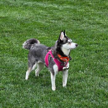 Arie Sue -  Klee Kai Dog for Adoption in Philadelphia, Pennsylvania - Arie Sue | PetCurious