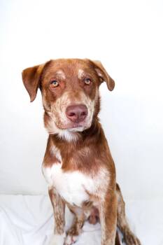 Ruhn -  Shepherd Dog Available for Adoption in Bixby, Oklahoma - Ruhn | PetCurious