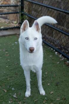 Elsa -  Siberian Husky and Mixed Breed Dog for Adoption in Morton Grove, Illinois - Elsa | PetCurious